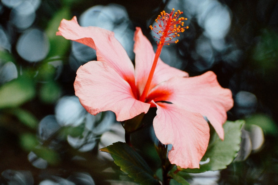 5 Benefits of Hibiscus Tea